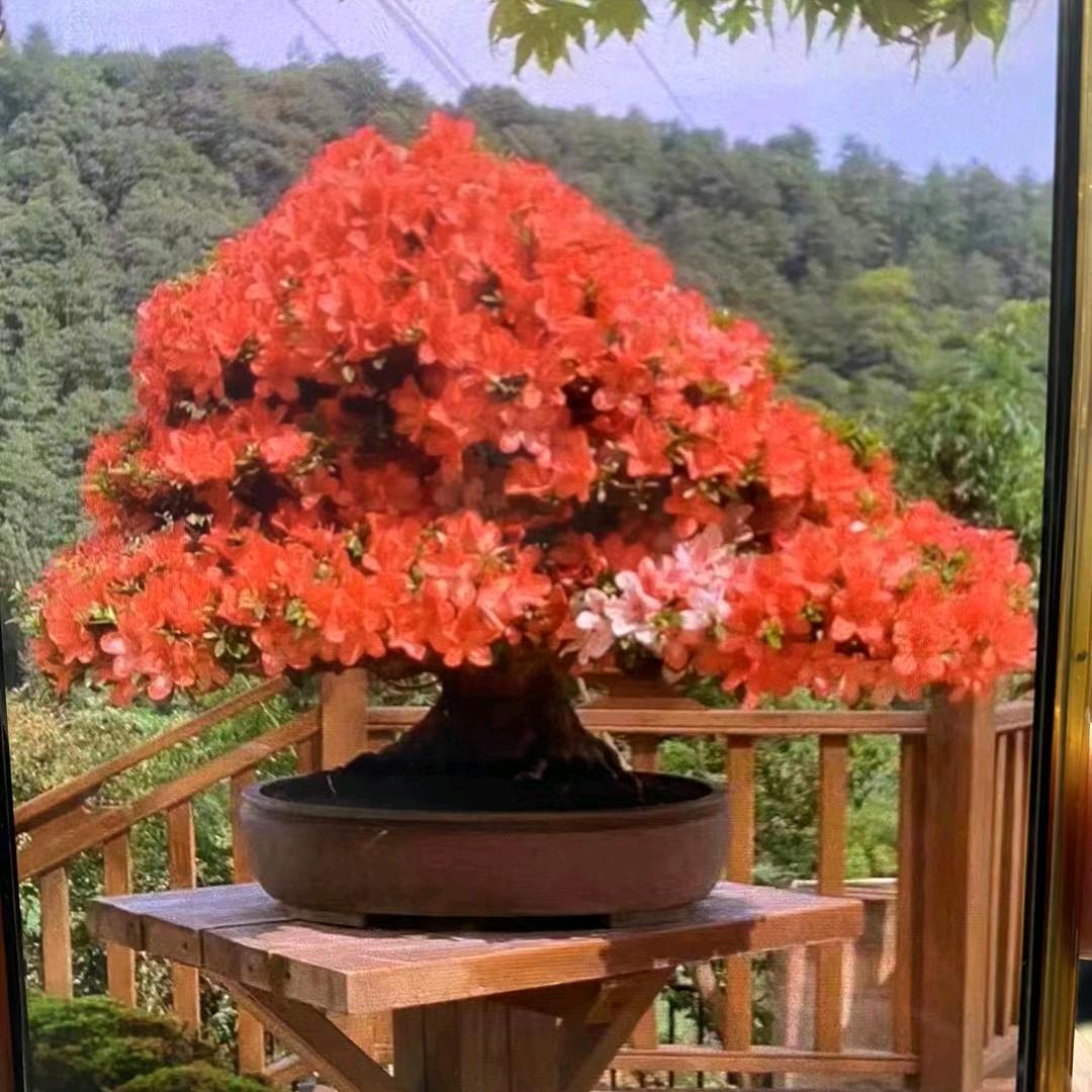 三人行盆景园艺