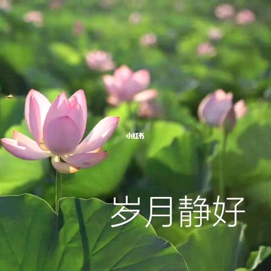 福星高照