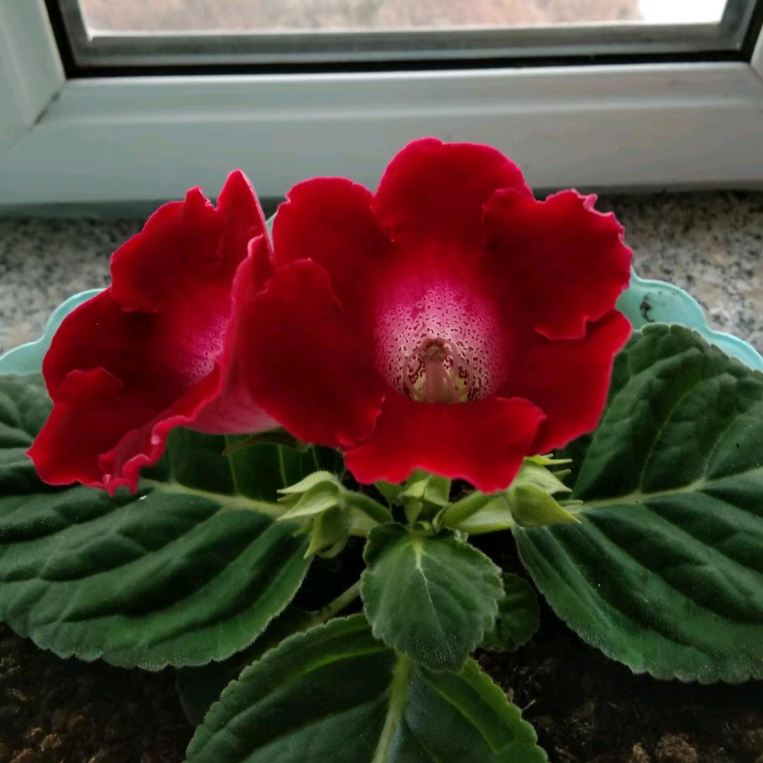 梅花