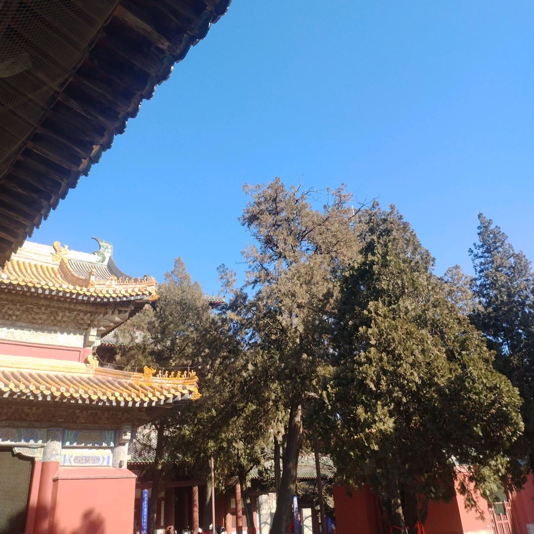 好运来.