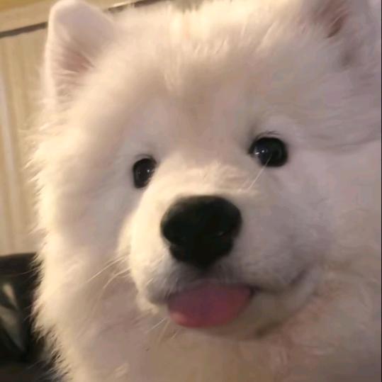 庄生