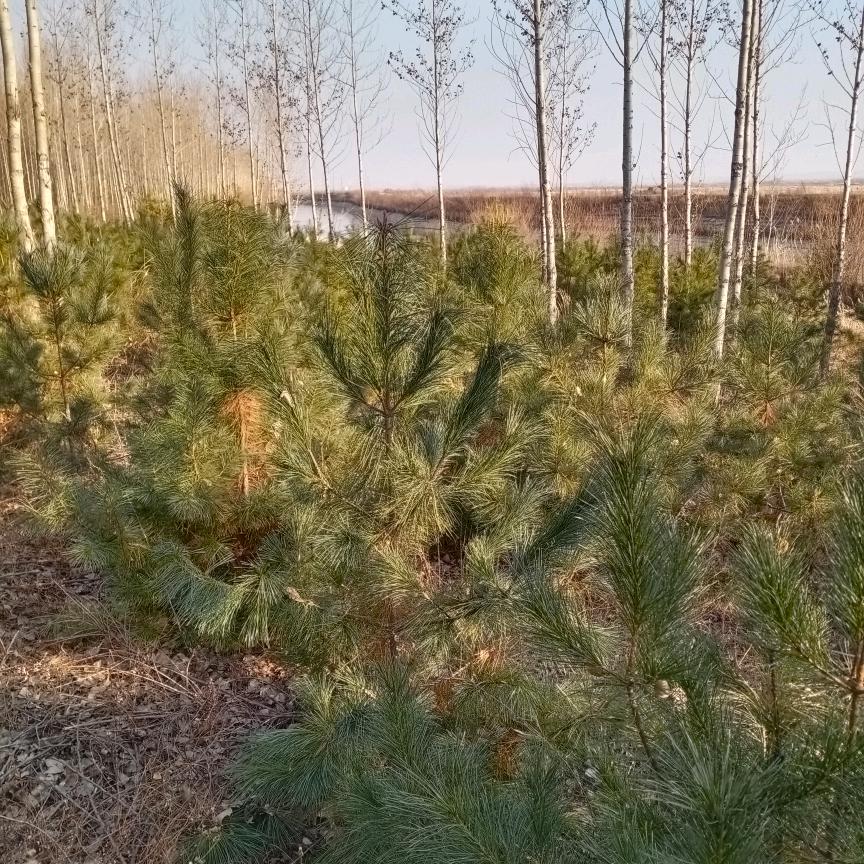 用户像梦一样飞祥