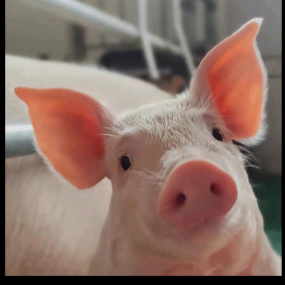 长子嘉珂猪头肉