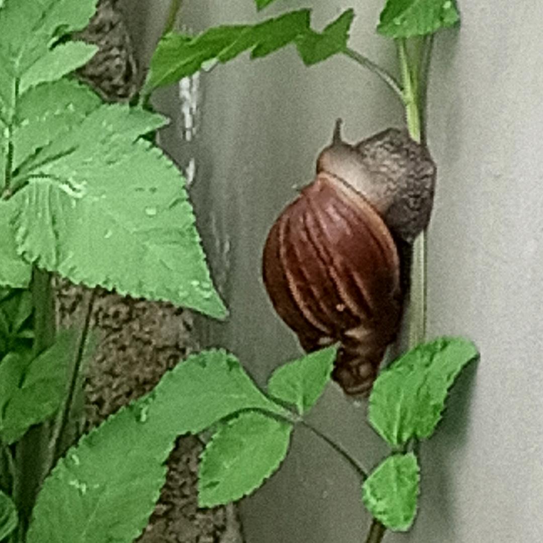 天真！