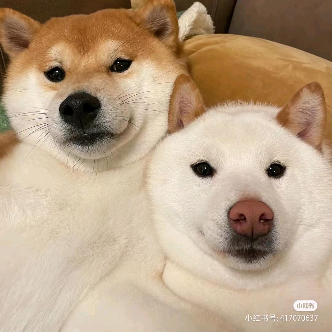 喵桑推文