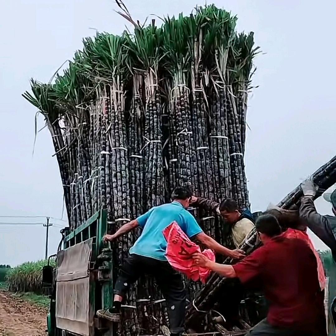 💘失落的苹果💘