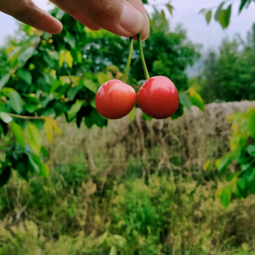 虎虎🍃