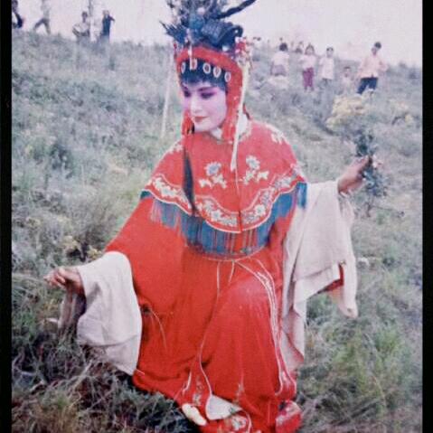 莲花盛开