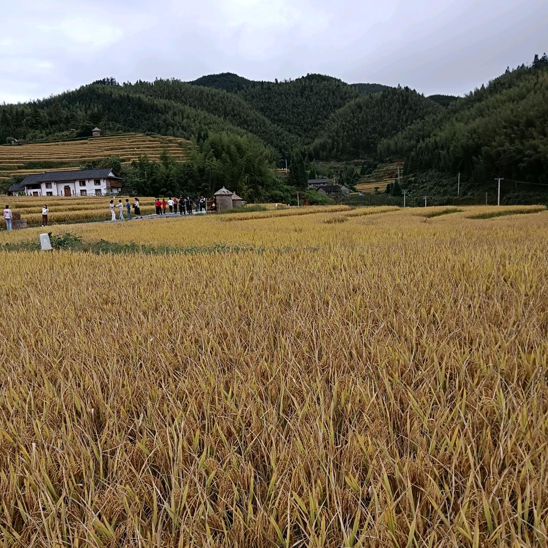 方阿姨
