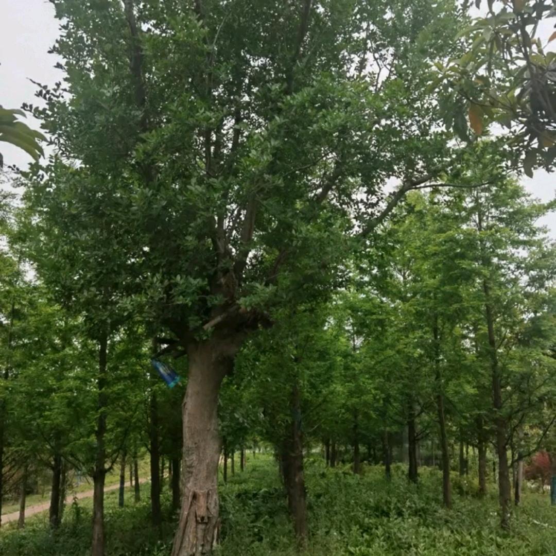 楠木倾城  菲儿