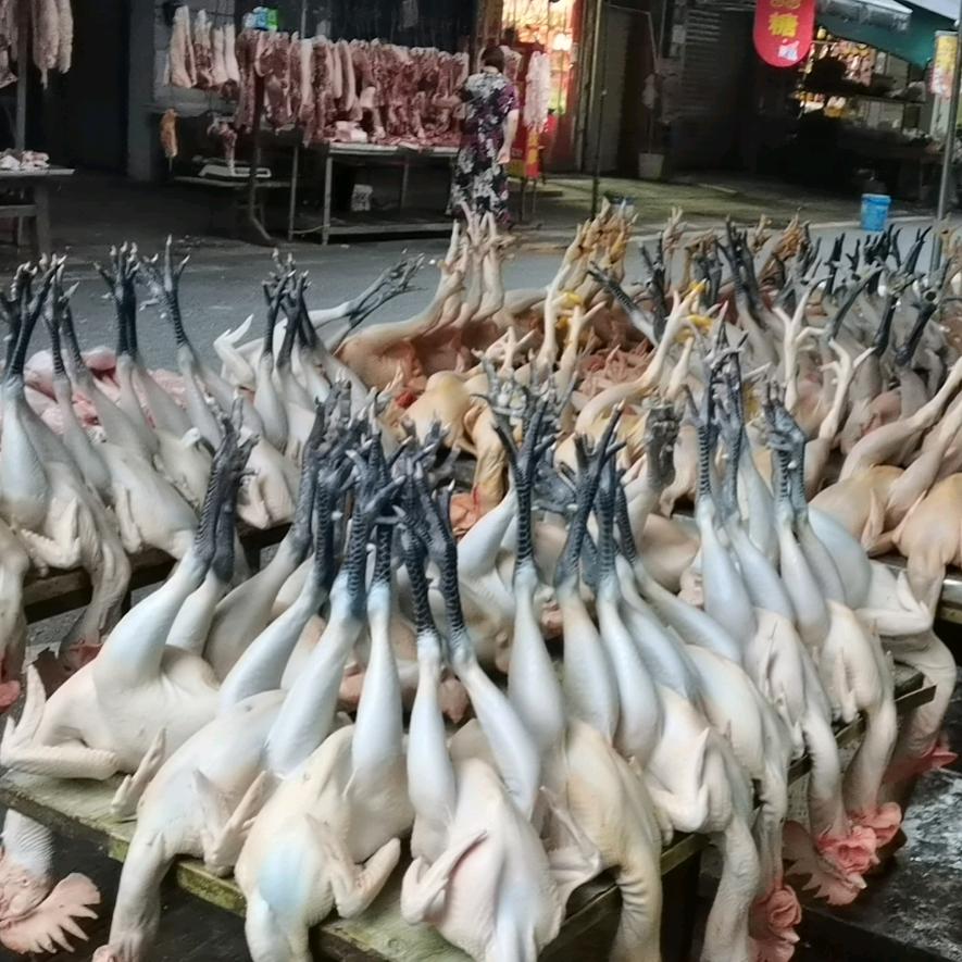 张氏家禽批发零售