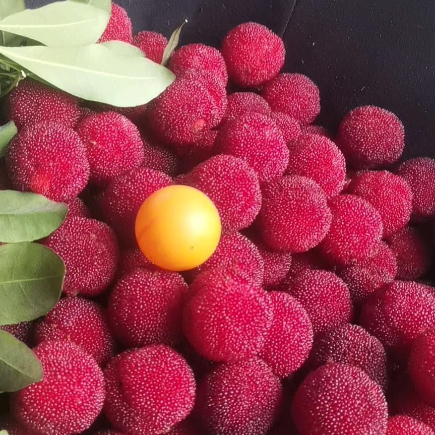 爱情弃儿－杨梅