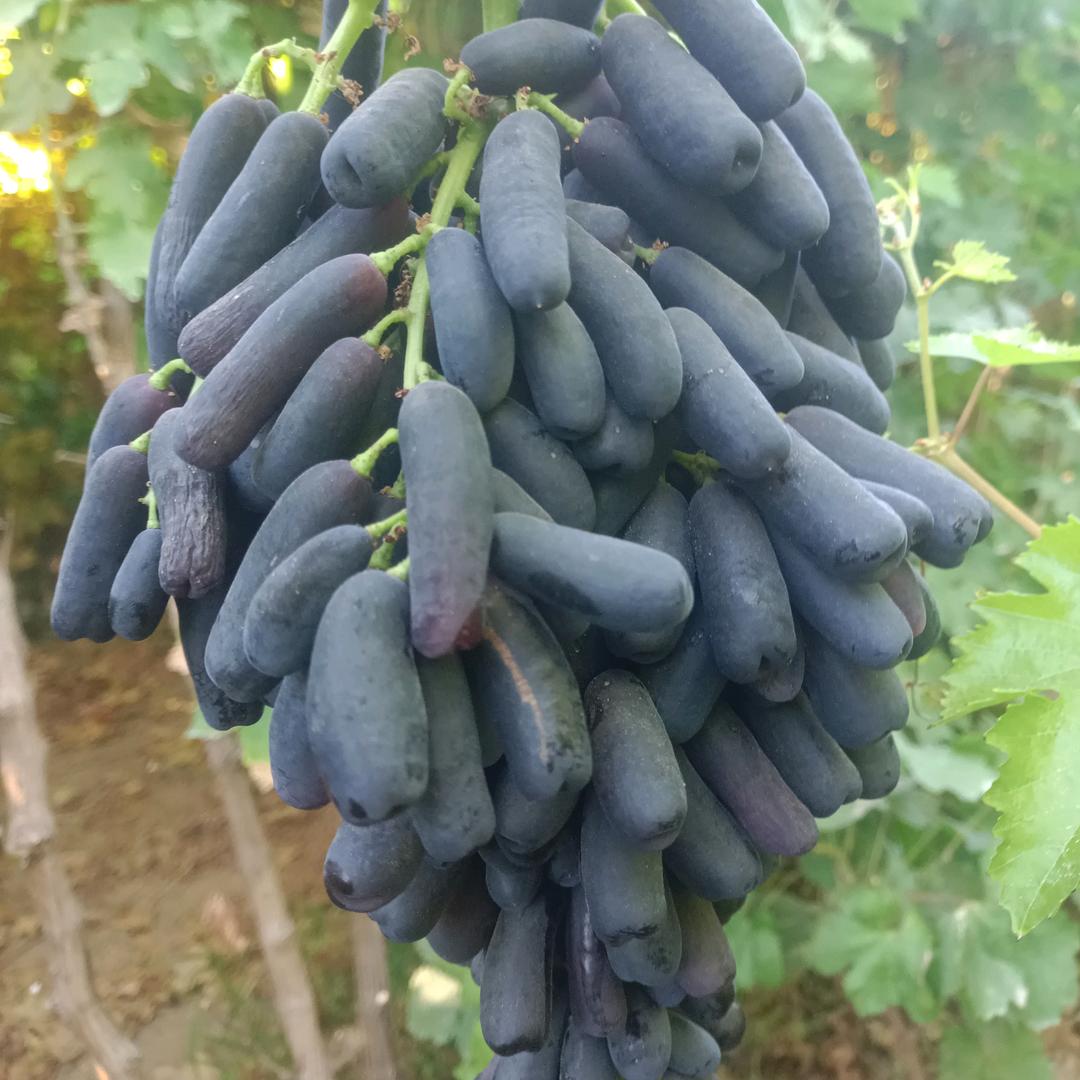 我必须奋斗