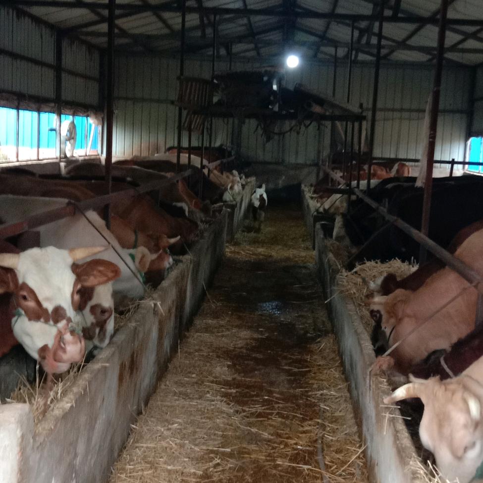 骑着毛驴上高速