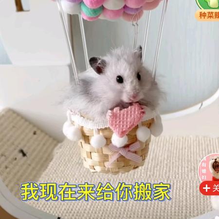 木子奶奶