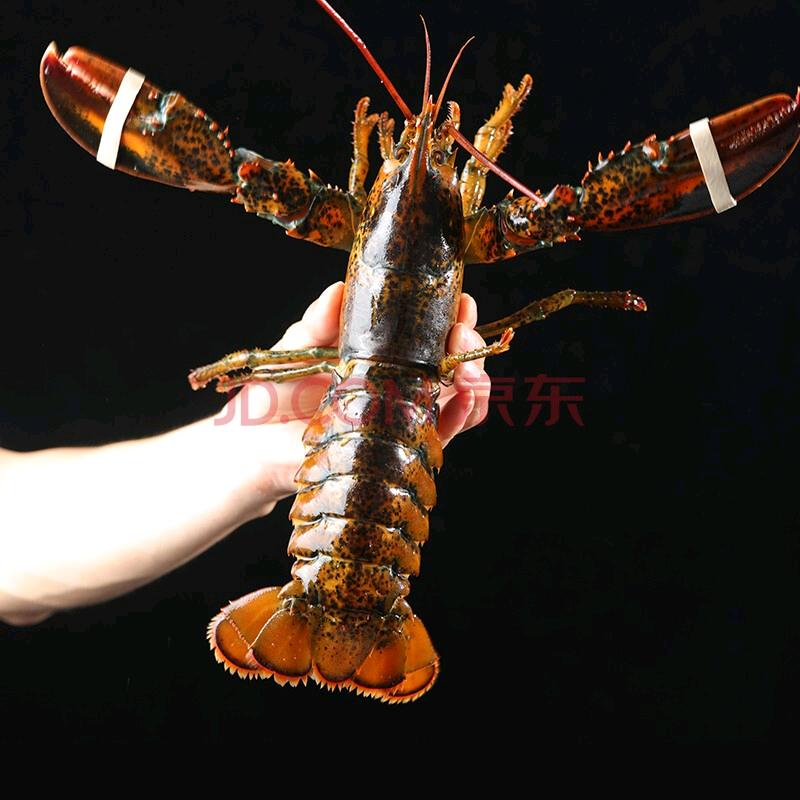 丹江水小龙虾养殖基地