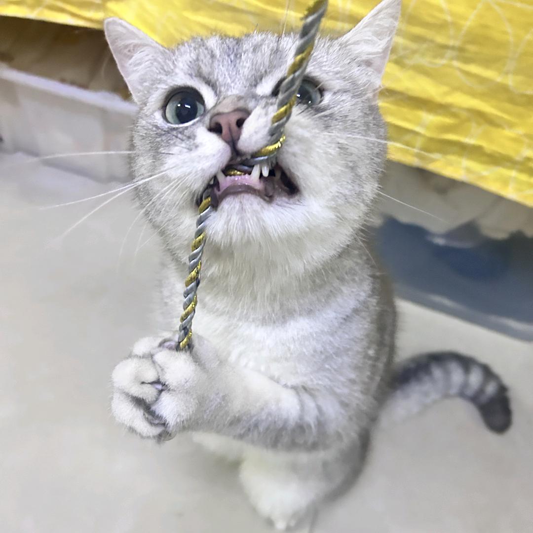 嘬嘬嘬