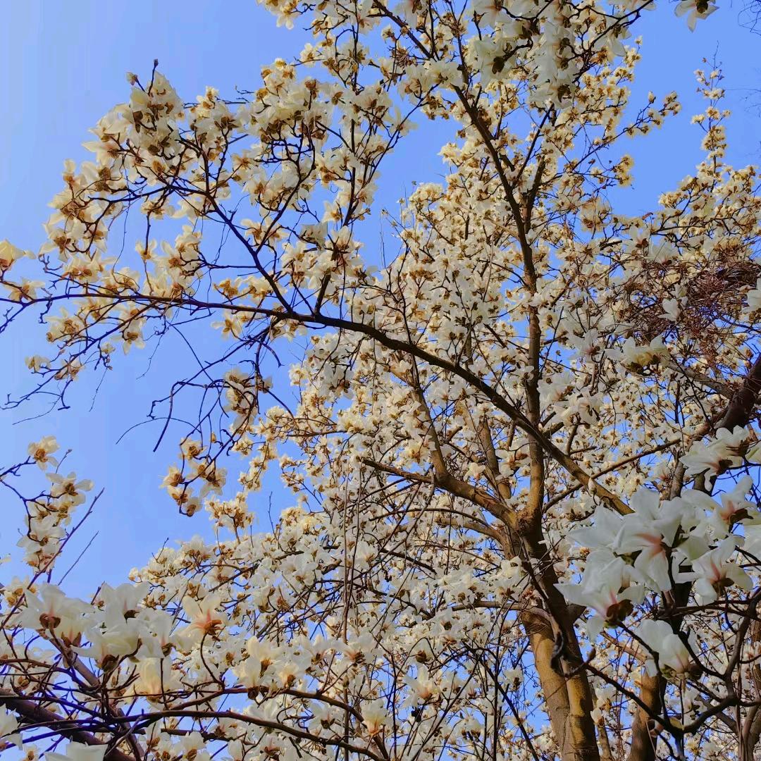 柠檬