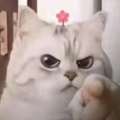 🌈是宋不是送🌈