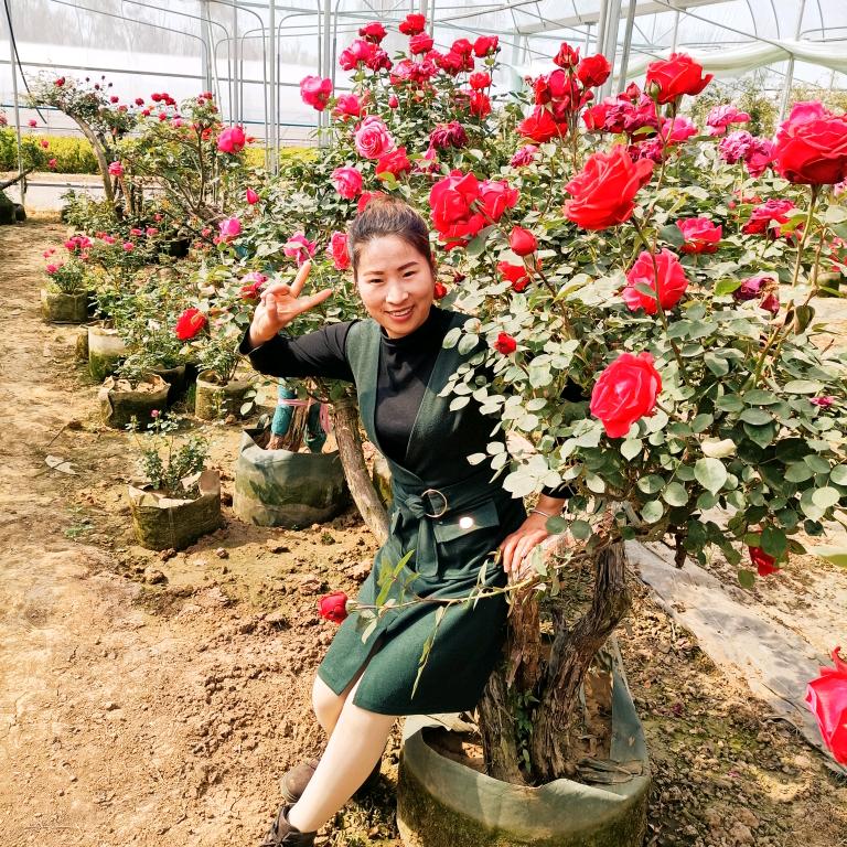 小芳盆景