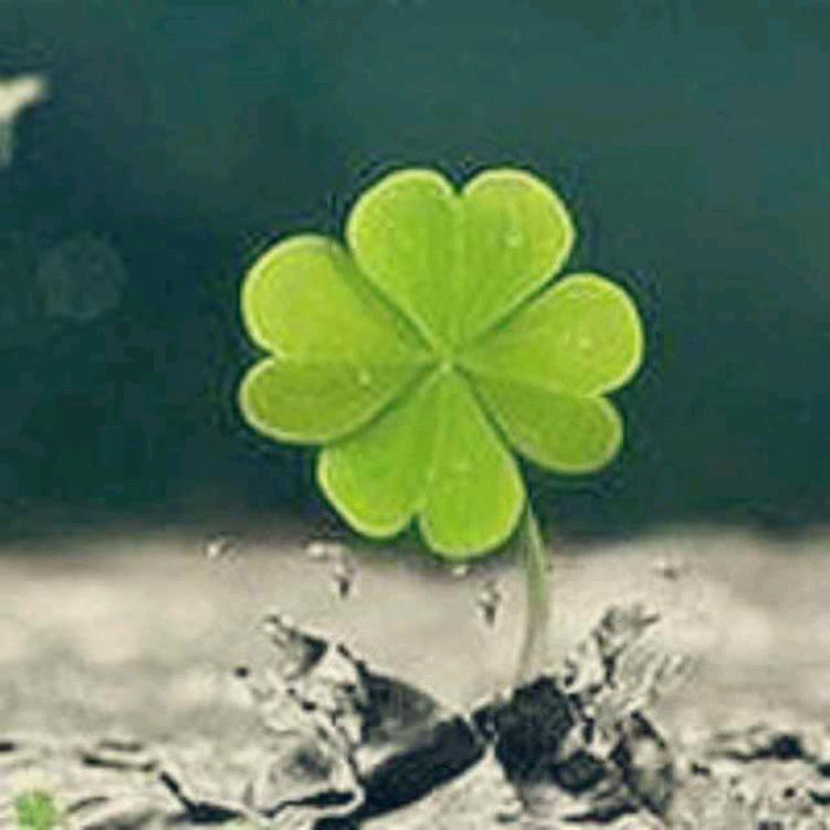 🌵幸福一家🌵用户5304683844