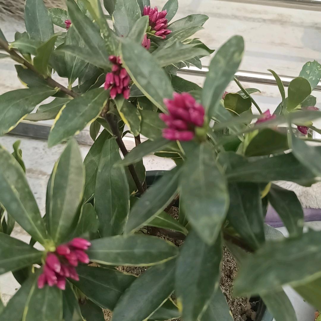 带刺的玫瑰