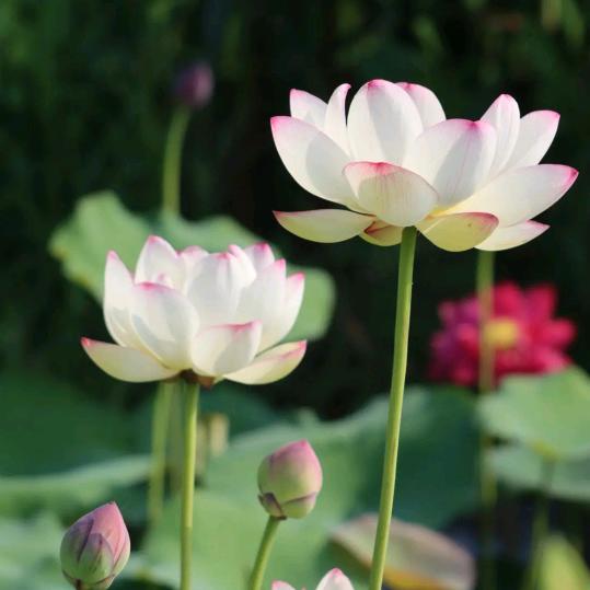 田桂杰