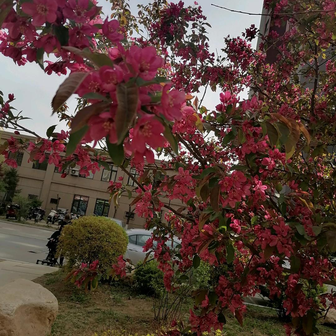 芳心