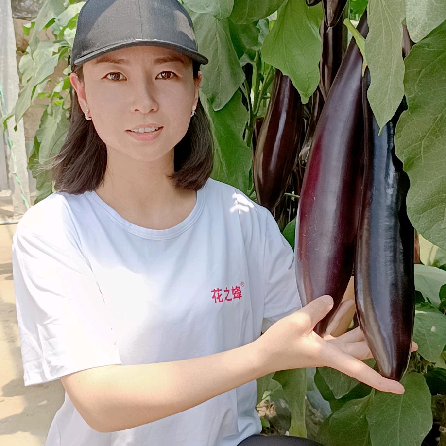 花之蜂—茄子女神