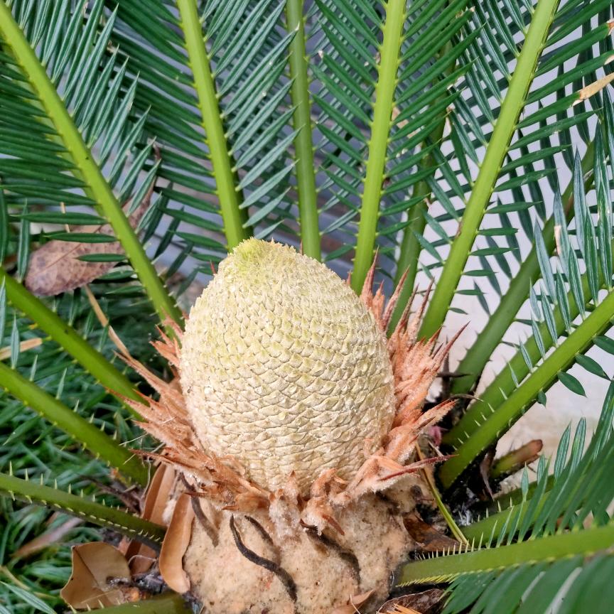 💕王᭄ꦿ老🕊大💕