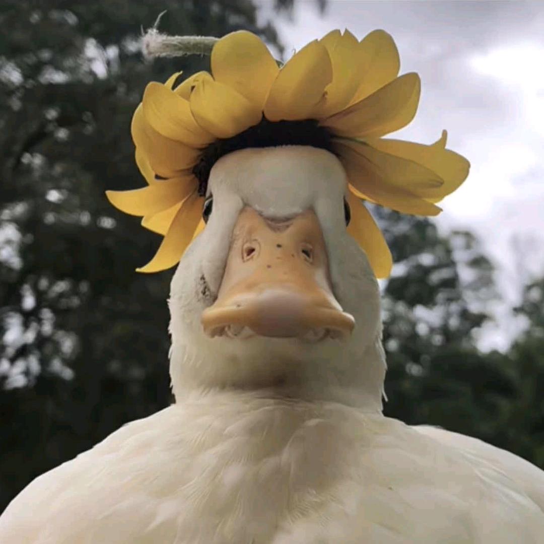 眼眸