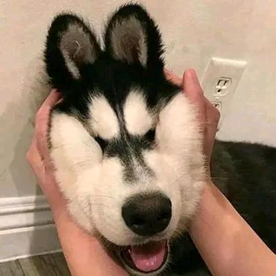 Canine boss