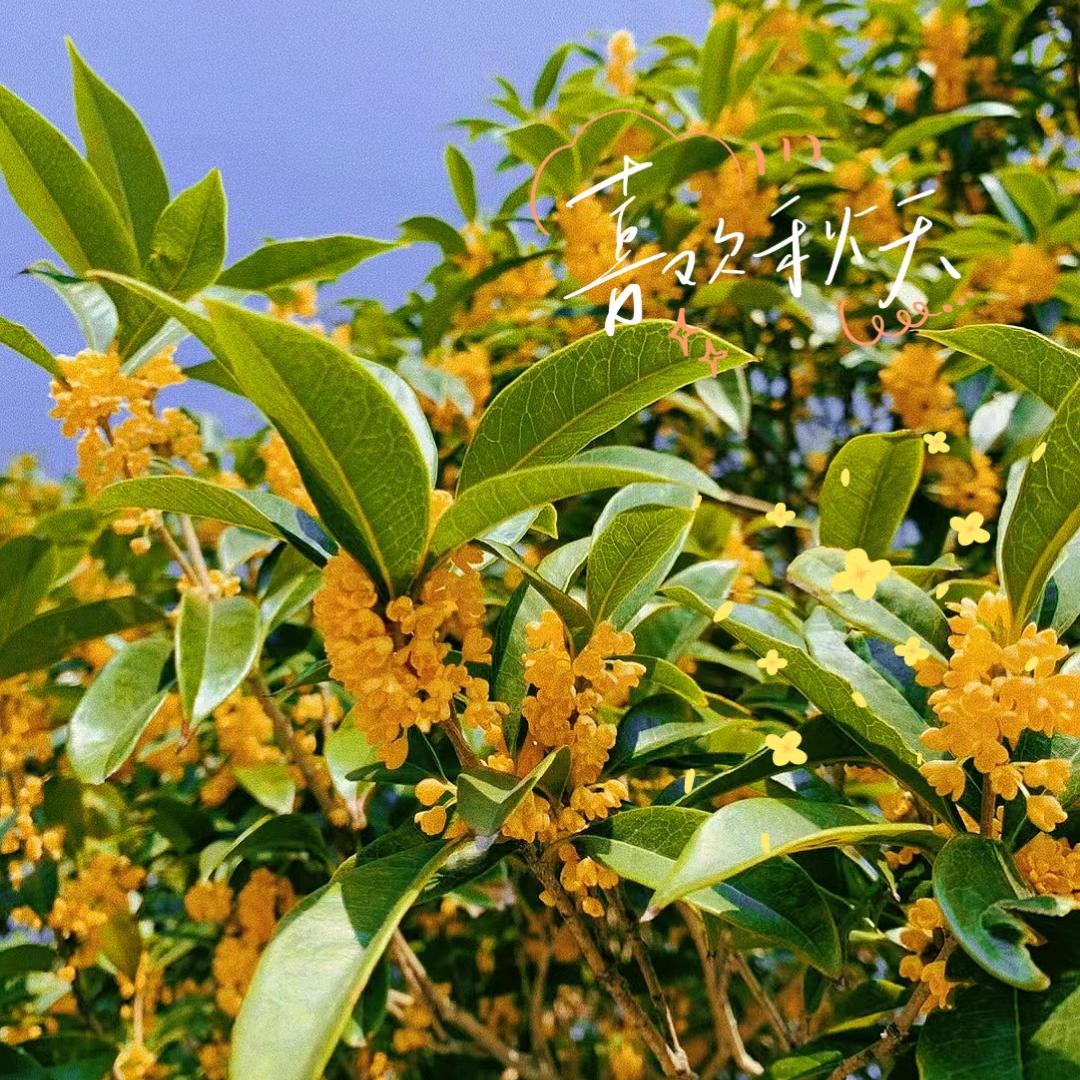柠檬🍋🍀
