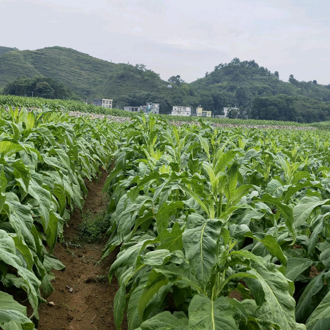 杨进学