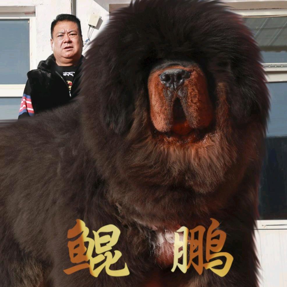 厚德载物（军）