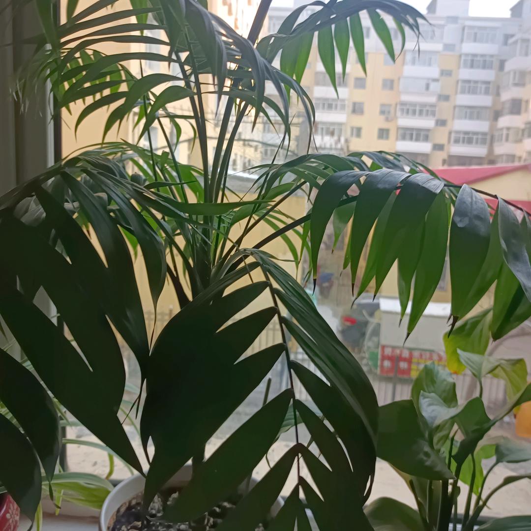🌹稳稳的幸福🌹