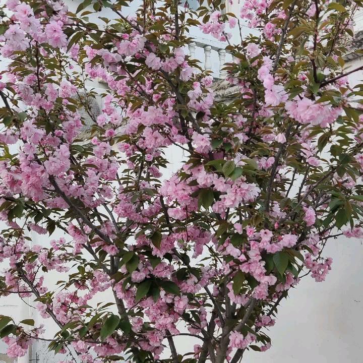 肖利黄焖鱼，华佗像西路北古城古玩