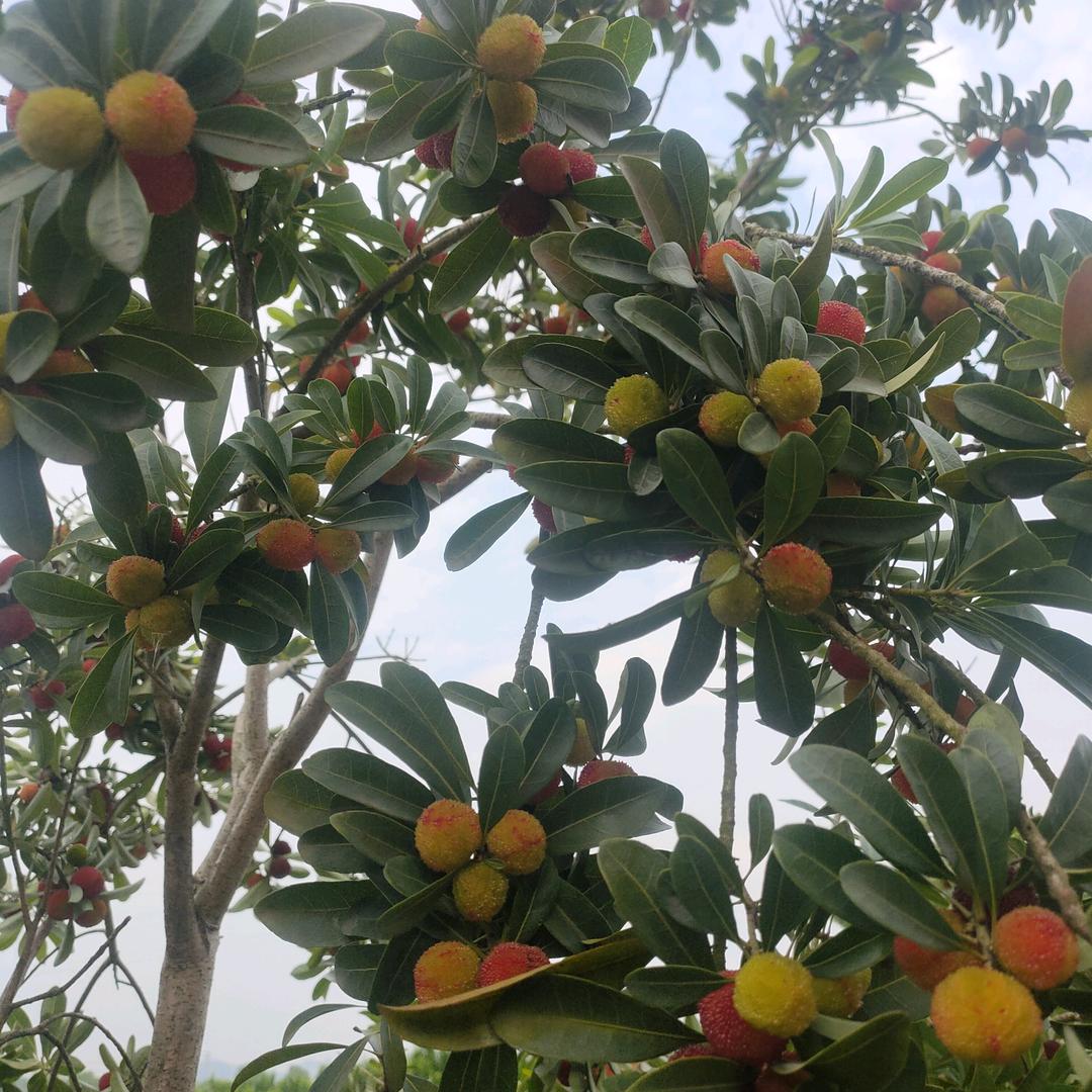 |人生如戏如人生