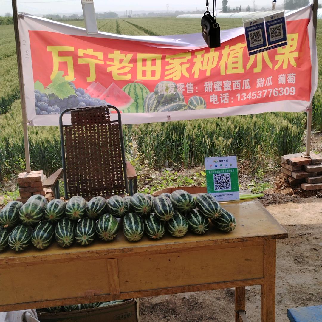 老田家种植水果