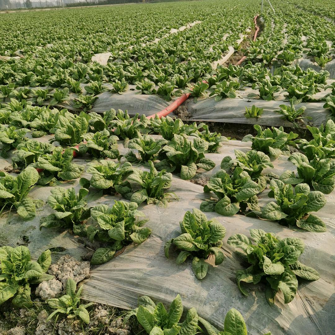 人生就是一场梦。