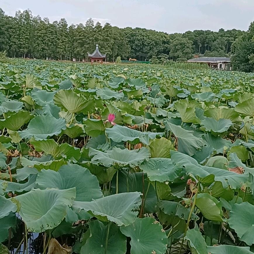 裹扎的雀额