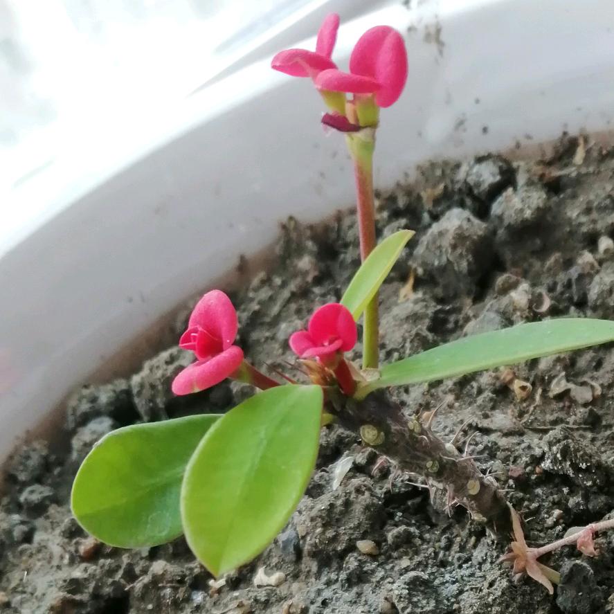 喜欢音乐，天韵之声