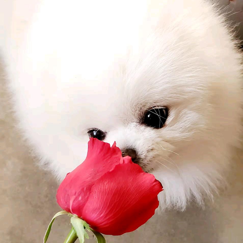 苏设计