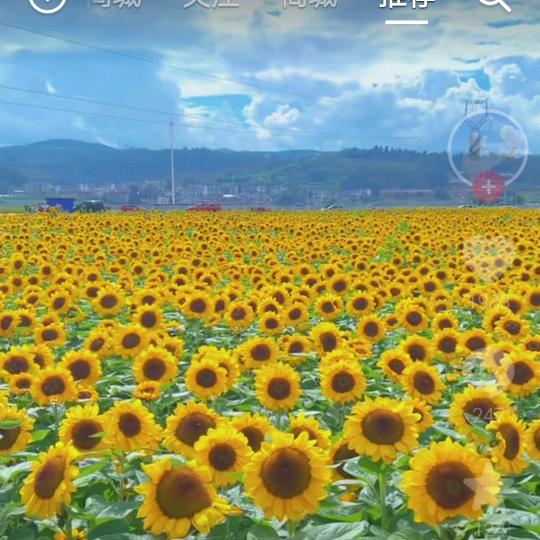 湖南常德市石门县柑橘苗~快乐农人