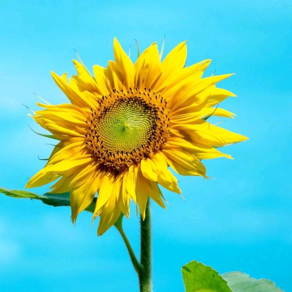 朝阳  旭日东升