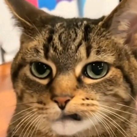 戒猫又失败了