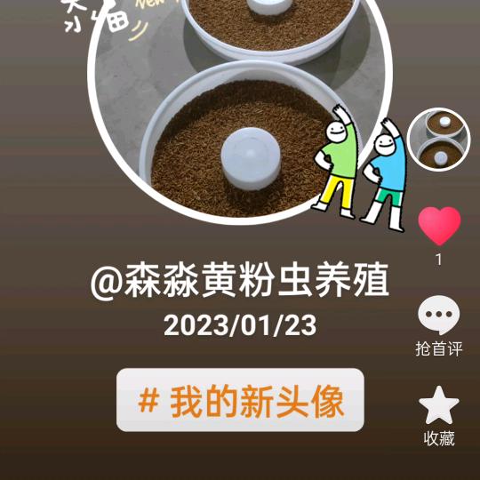 森淼黄粉虫养殖