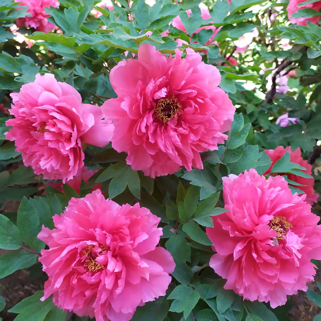 幸福人生（黄花）