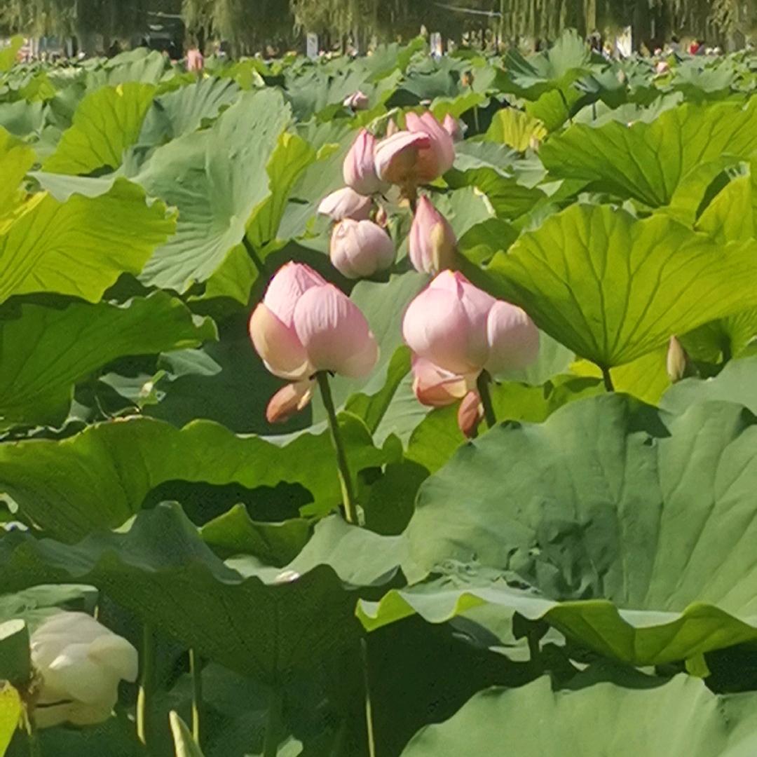 春暖花开🌺🌺🌺🌺🌺🌺