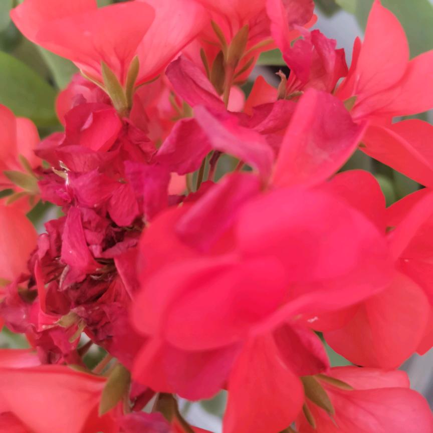 许昌萍姐🔥🔥🔥